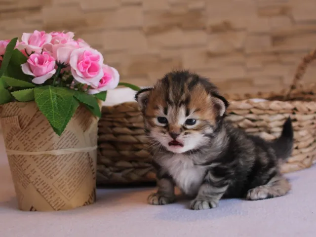 Twix, chaton Sibérien