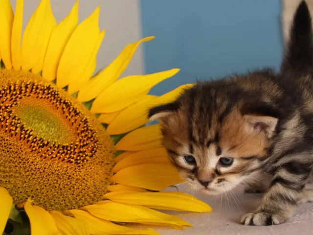 Twix, chaton Sibérien