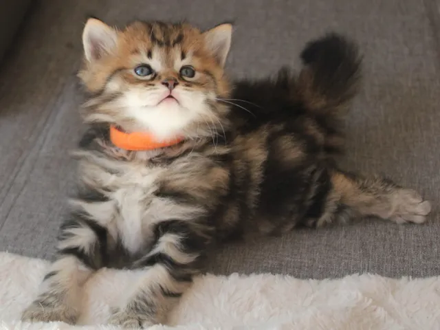 Twix, chaton Sibérien