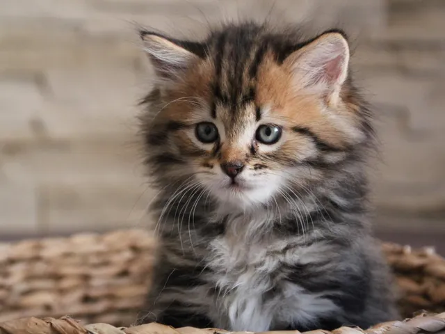 Twix, chaton Sibérien