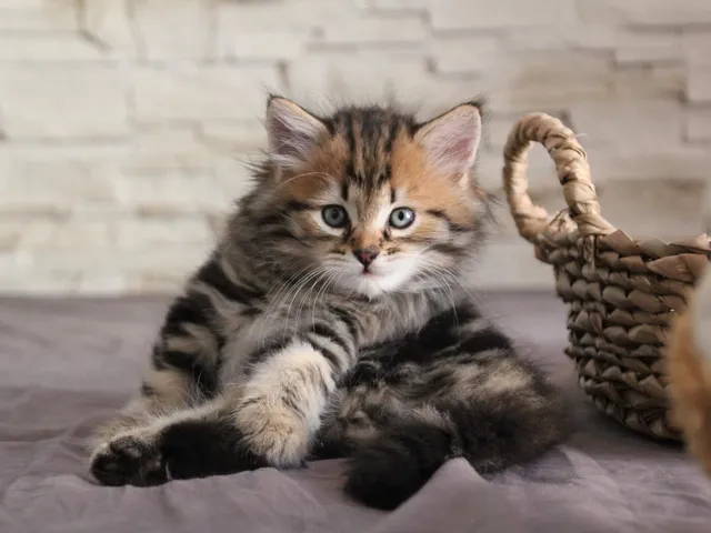 Twix, chaton Sibérien