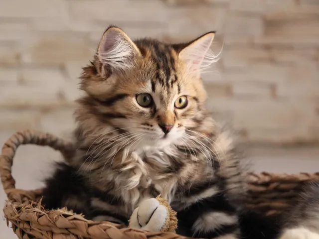 Twix, chaton Sibérien