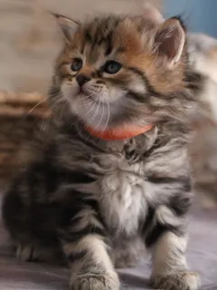 Twix, chaton Sibérien