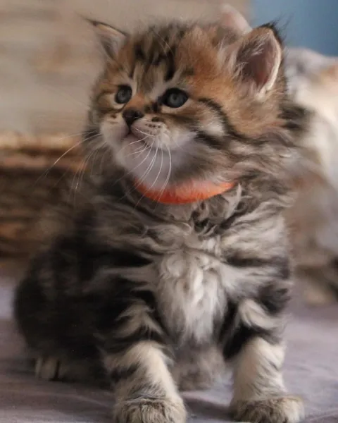 Twix, chaton Sibérien