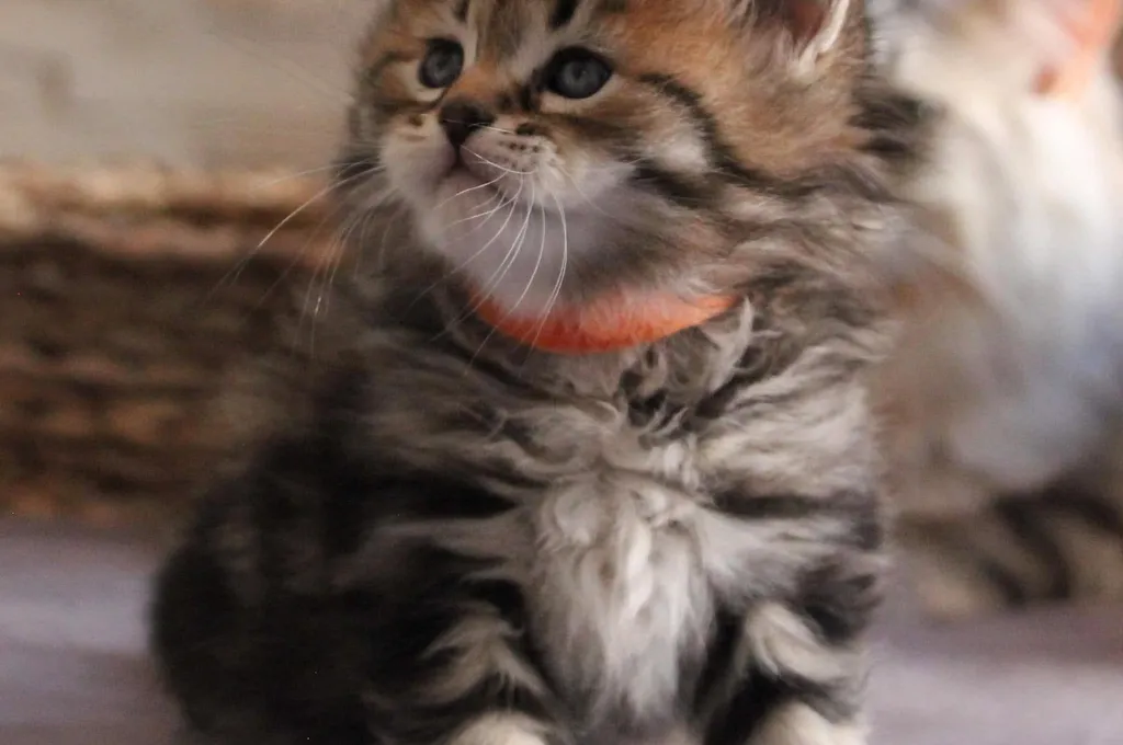 Twix, chaton Sibérien