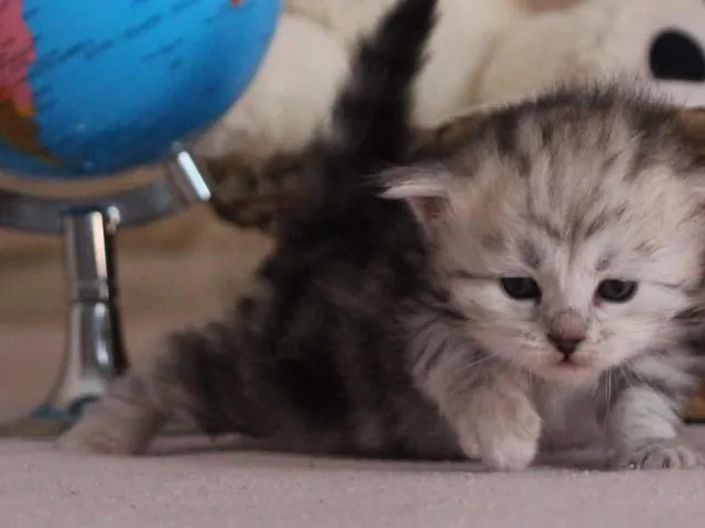 Tyana, chaton Sibérien