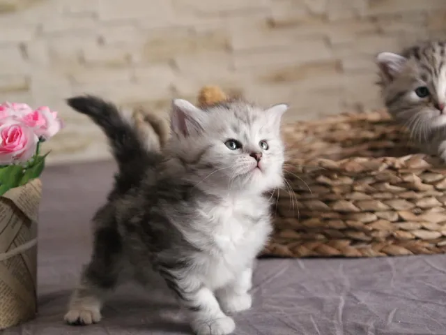 Tyana, chaton Sibérien