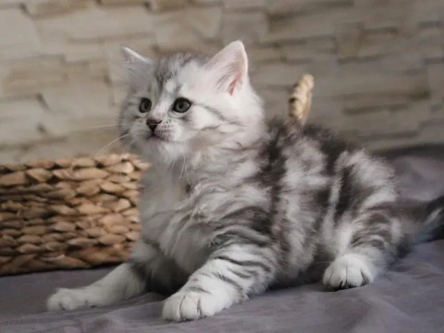 Tyana, chaton Sibérien