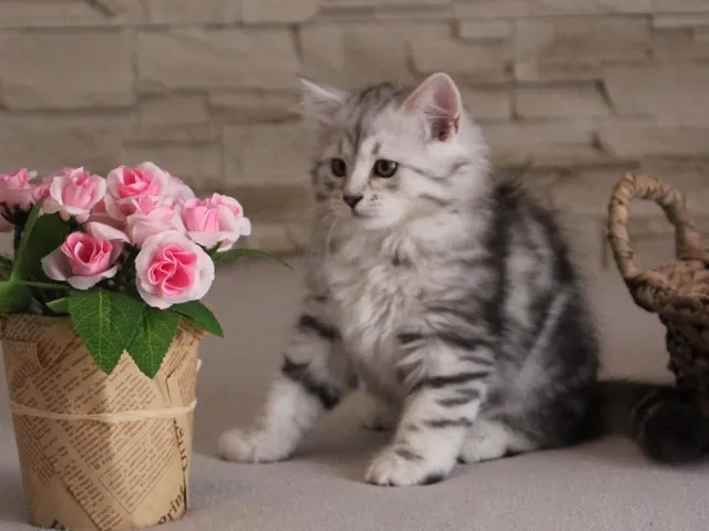 Tyana, chaton Sibérien