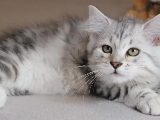 Tyana, chaton Sibérien