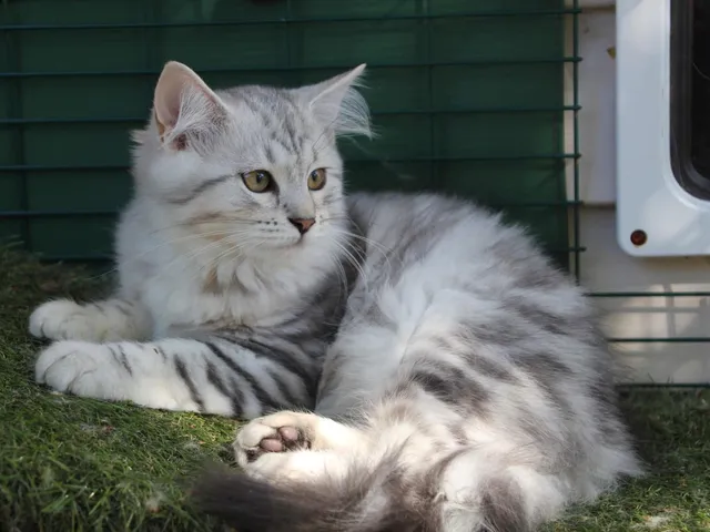 Tyana, chaton Sibérien