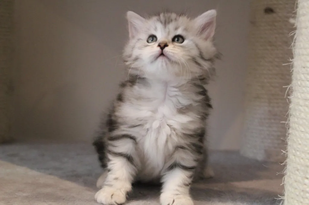 Tyana, chaton Sibérien