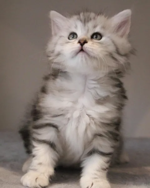 Tyana, chaton Sibérien