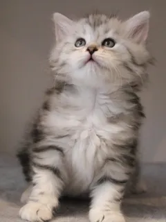 Tyana, chaton Sibérien