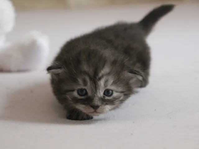 Vérone, chaton Sibérien