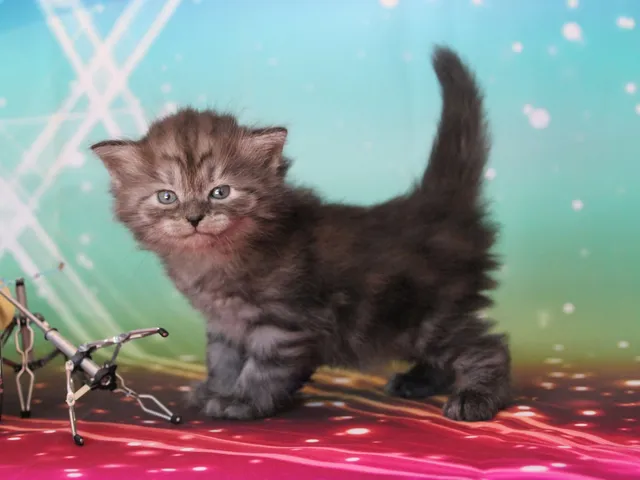 Vérone, chaton Sibérien