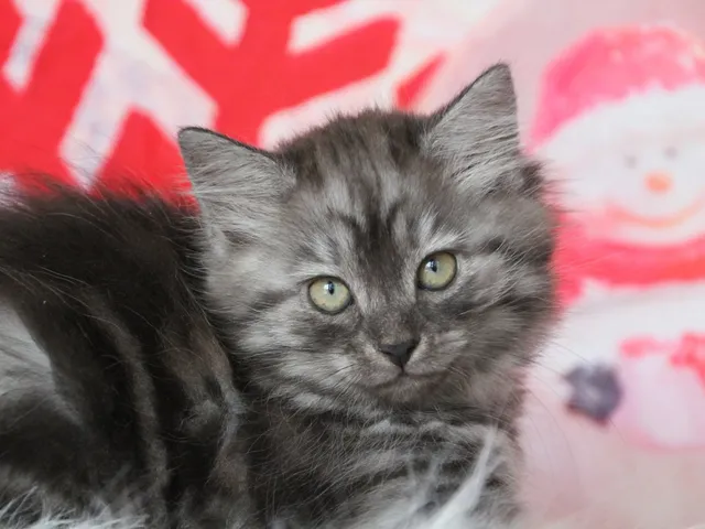 Vérone, chaton Sibérien