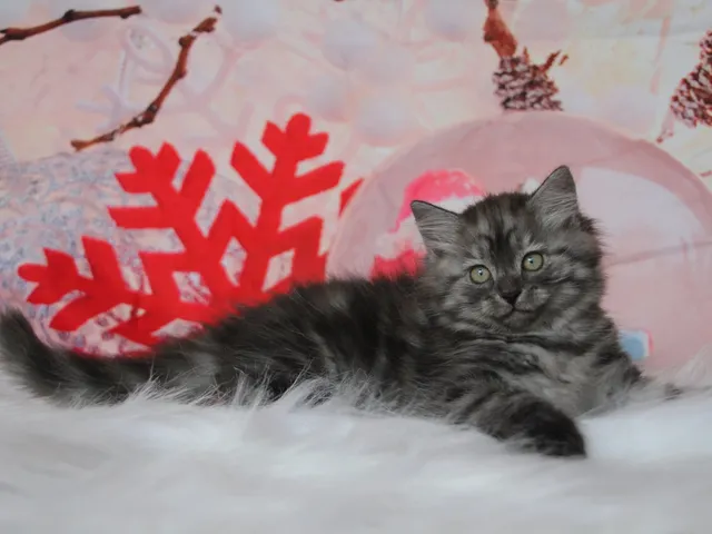 Vérone, chaton Sibérien