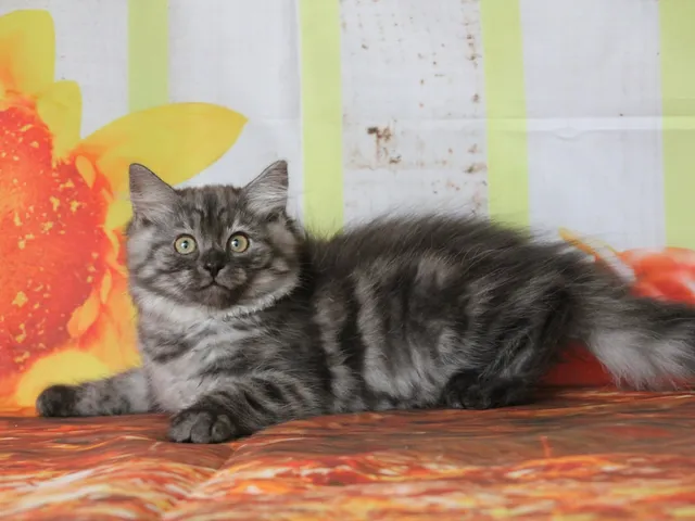 Vérone, chaton Sibérien