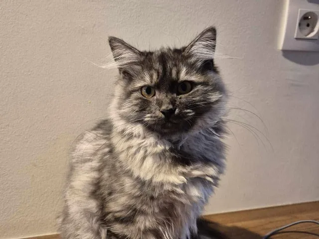 Vérone, chaton Sibérien