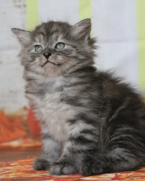 Vérone, chaton Sibérien