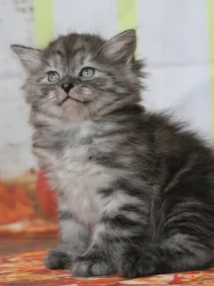 Vérone, chaton Sibérien
