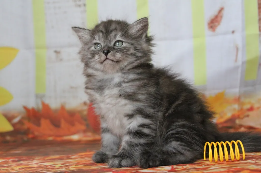 Vérone, chaton Sibérien