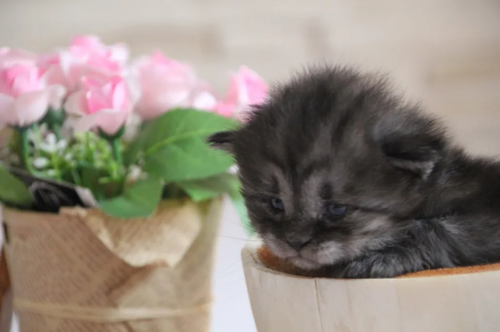 Vivi, chaton Sibérien