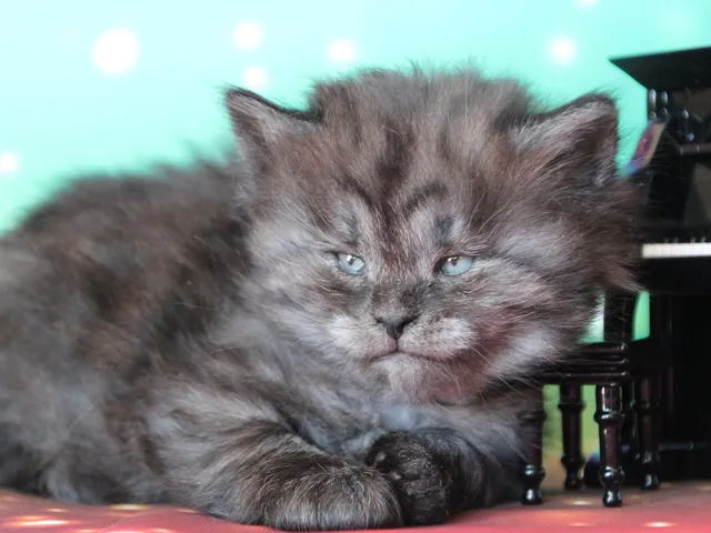 Vivi, chaton Sibérien
