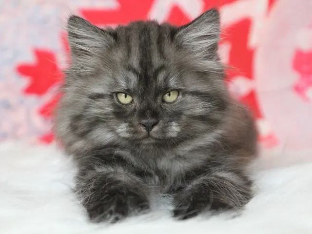 Vivi, chaton Sibérien