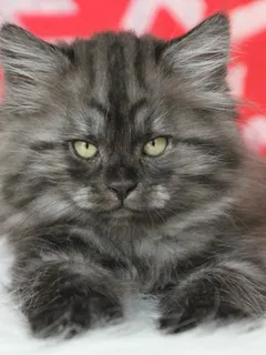 Vivi, chaton Sibérien