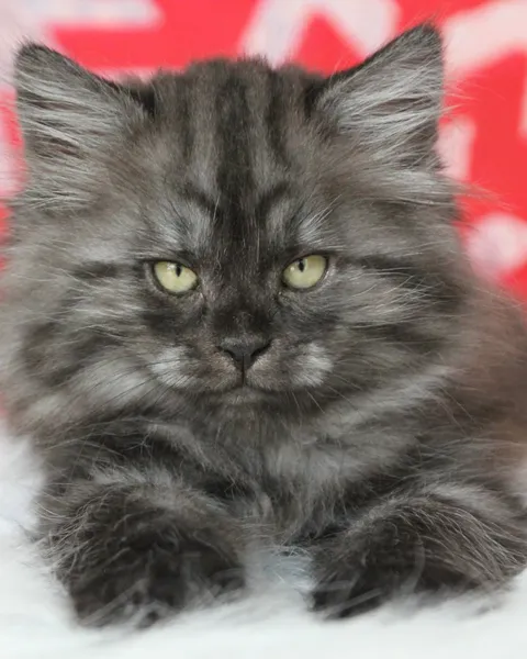 Vivi, chaton Sibérien