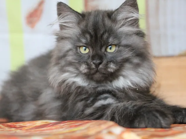 Vivi, chaton Sibérien