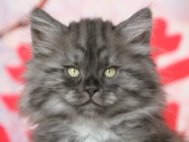 Vivi, chaton Sibérien