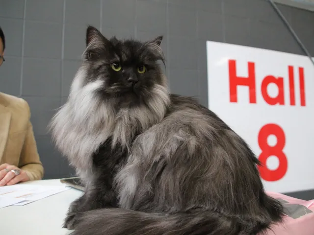 Vivi, chaton Sibérien