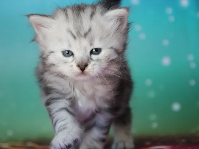 Wario, chaton Sibérien
