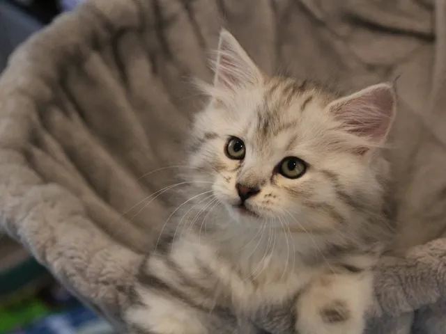 Wario, chaton Sibérien