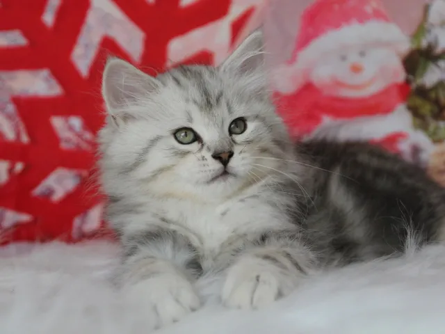 Wario, chaton Sibérien