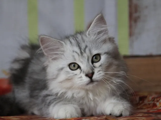 Wario, chaton Sibérien