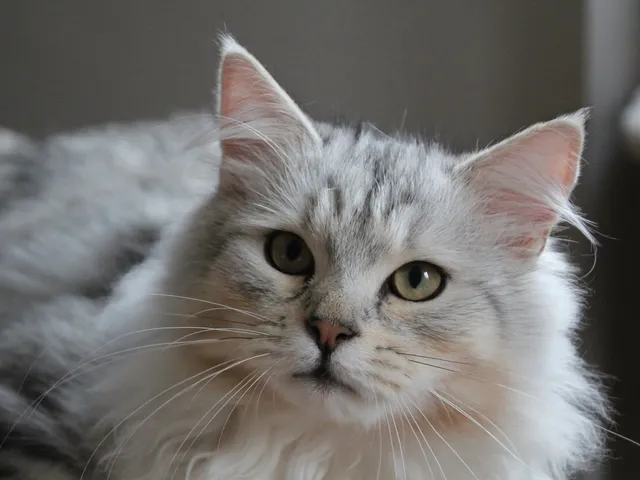Wario, chaton Sibérien