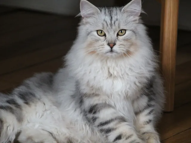 Wario, chaton Sibérien