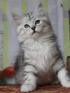 Wario, chaton Sibérien