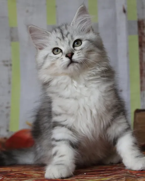 Wario, chaton Sibérien