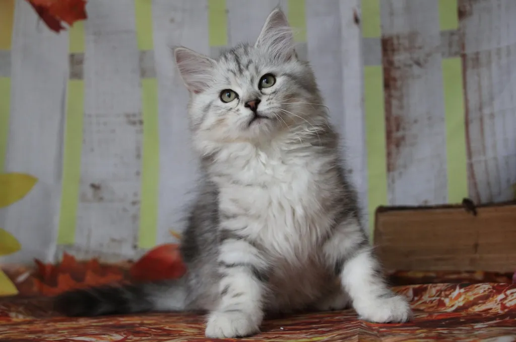 Wario, chaton Sibérien