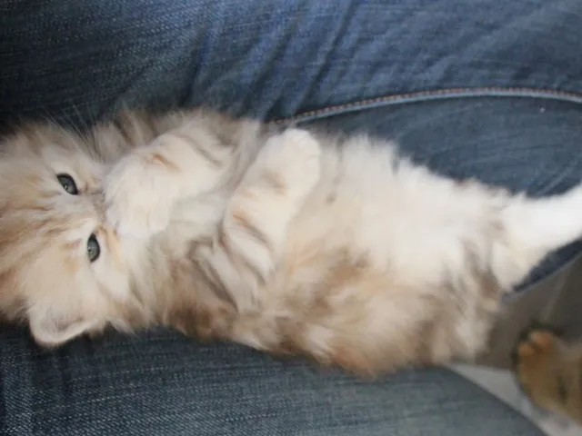 Watson, chaton Sibérien