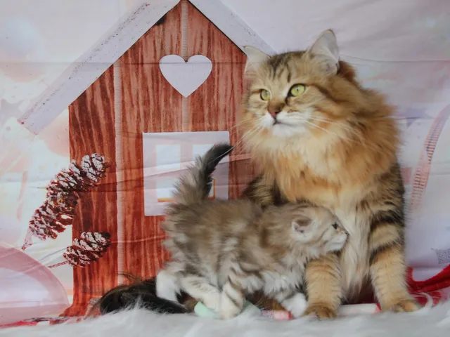 Watson, chaton Sibérien