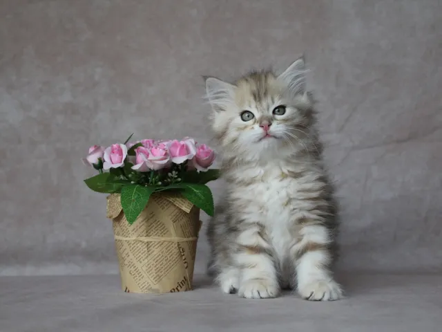 Watson, chaton Sibérien