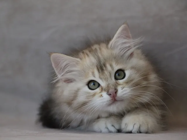 Watson, chaton Sibérien