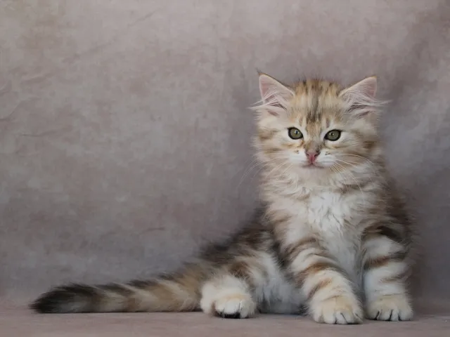 Watson, chaton Sibérien