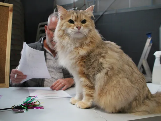 Watson, chaton Sibérien